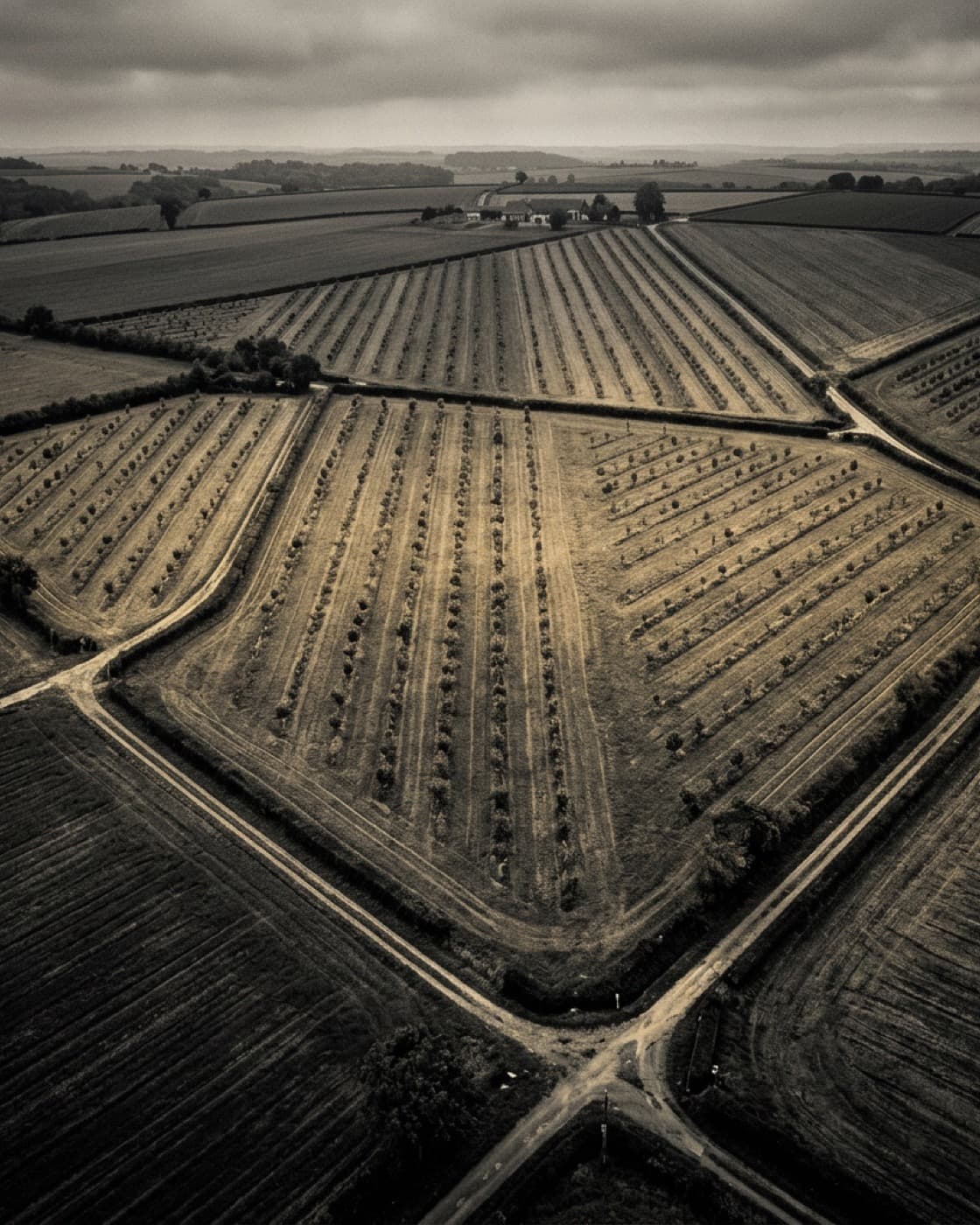 Vue aérienne d'une parcelle agroforestière organisée en rangées
